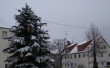 Weihnachtsbaum Markt